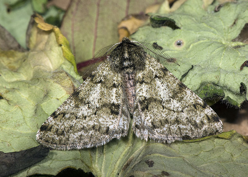 Phigalia pilosaria, Geometridae